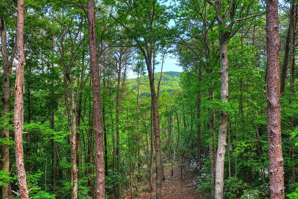 328 Crabapple Dr - Image 3